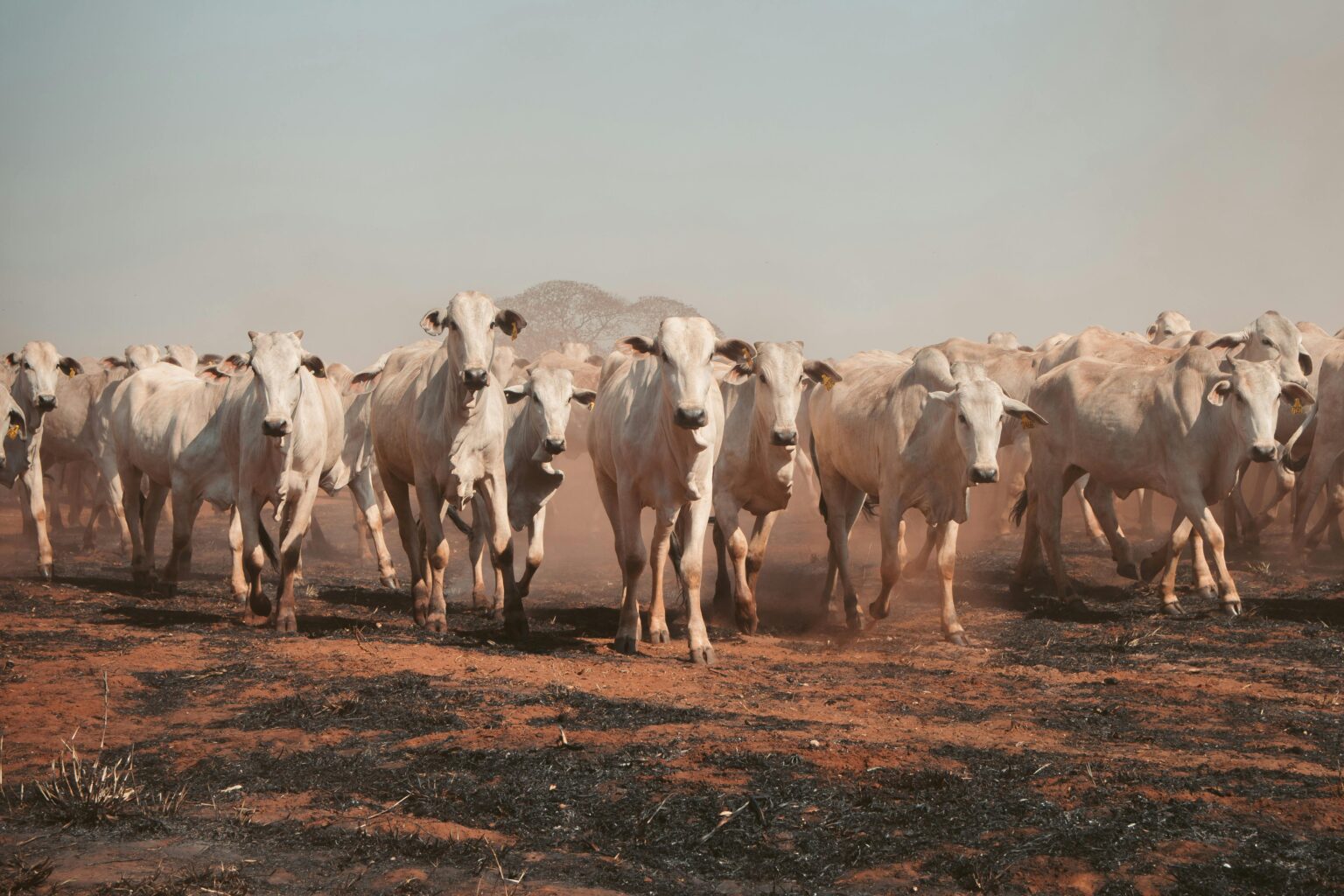 Brazil Cattle Prices on the Rise | Ranching Brazil